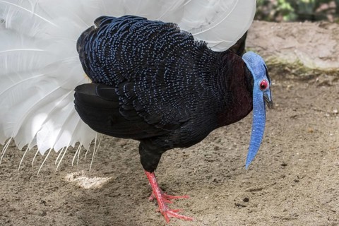 Bulwer's pheasant