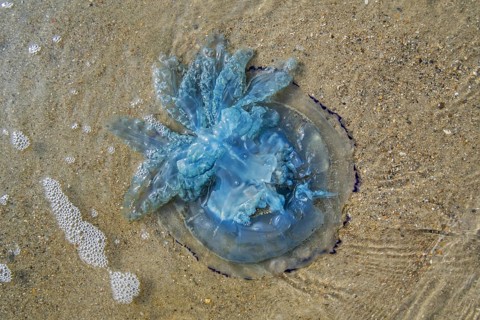 Barrel jellyfish