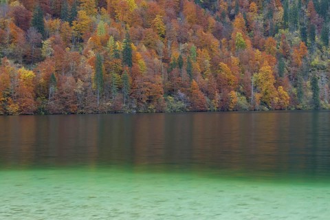 Mixed forest showing autumn colours along Koenigssee
