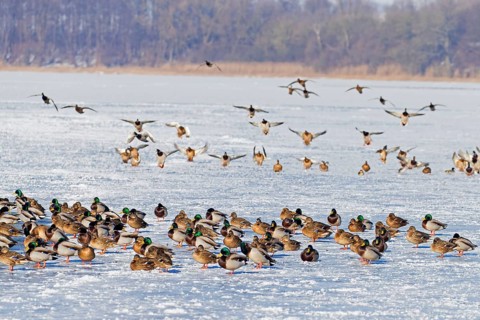 Flock of mallards
