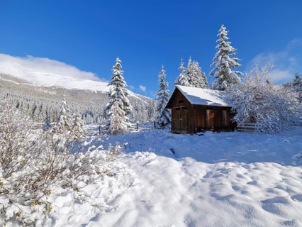 Hut and snow-covered trees
