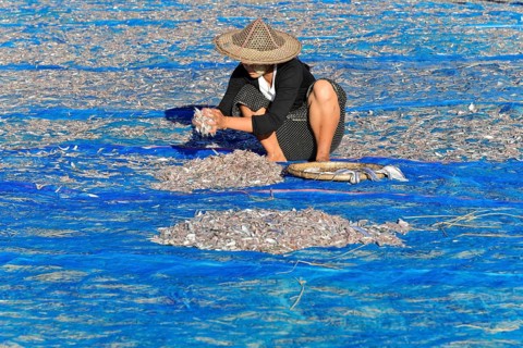 Fish spread out to dry on blue nets on the beach of Ngapali fishing village