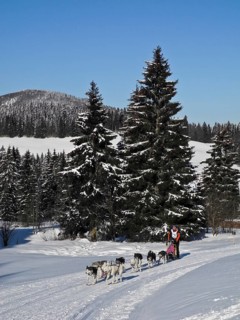 Double team with 10 dogs at the sled dog race