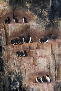 Thick-billed murres