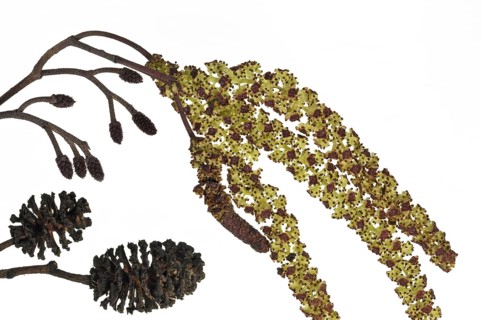 Black Alder