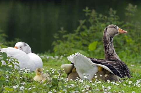 Domestic goose