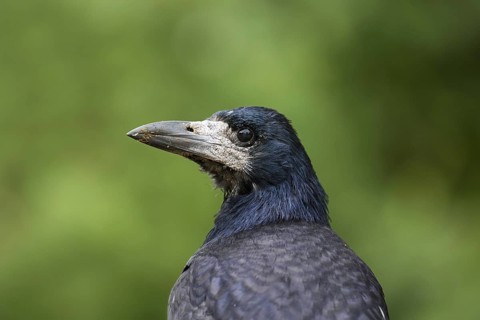 Rook