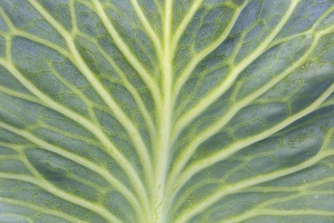 White cabbage