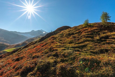 Autumnal red-coloured alpine bearberry
