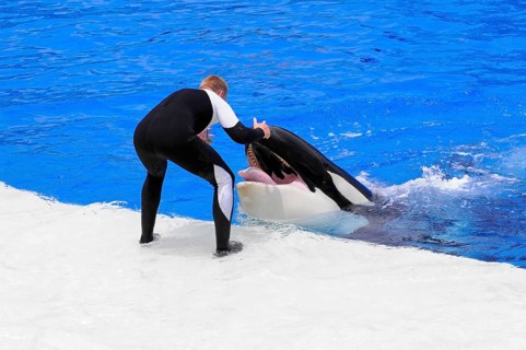 Dressed killer whale
