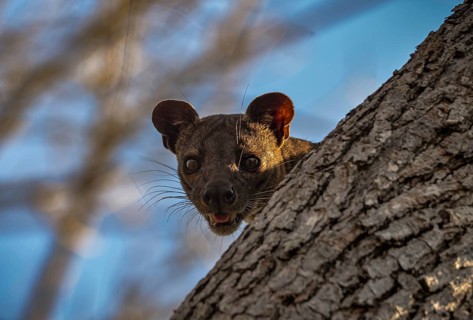Fossa slack-legged cat
