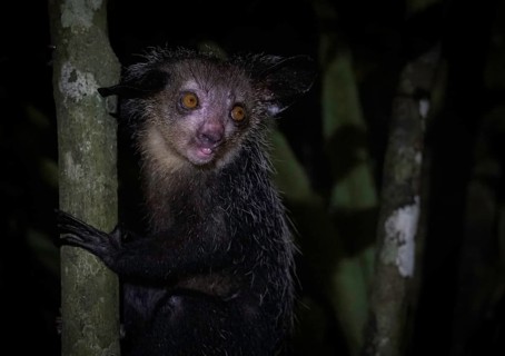 Aye-aye