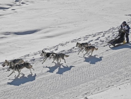 Double team with 6 dogs at a sled dog race