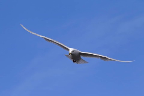 Glaucous gull