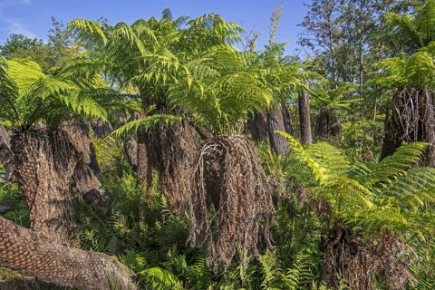 Soft tree ferns