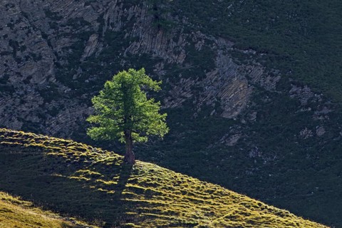 Common larch
