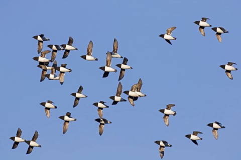 Little auks