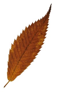 Hornbeam maple