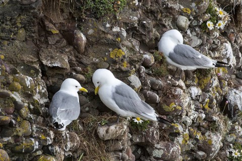 Black-legged kittiwakes