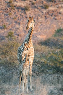 Giraffe with young animal