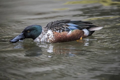 Northern shoveler