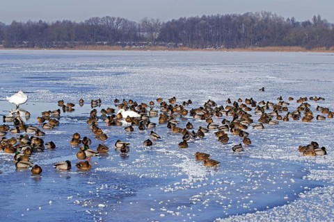 Flock of mallards
