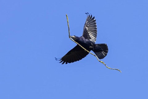 Rook