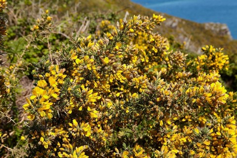 Common gorse