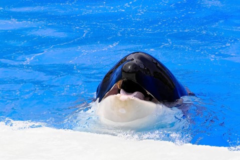 Dressed killer whale