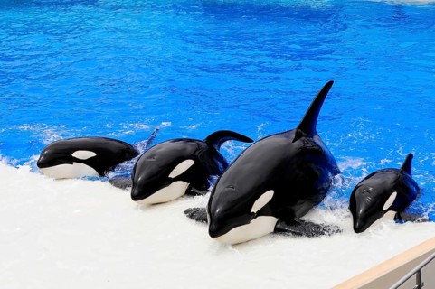 Dressed killer whales