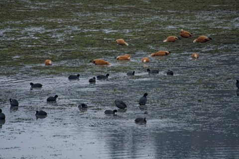 Winter lake drainage as a municipal measure for lake restoration