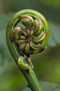Close up of fern unfolding fronds in cloud forest