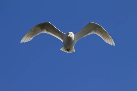 Iceland Gull