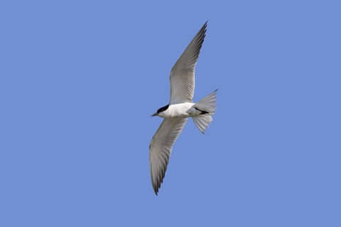 Gull-billed tern