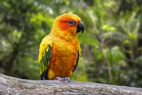 Sun parakeet