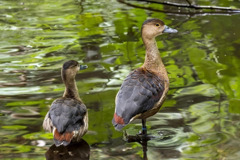 Lesser whistling duck