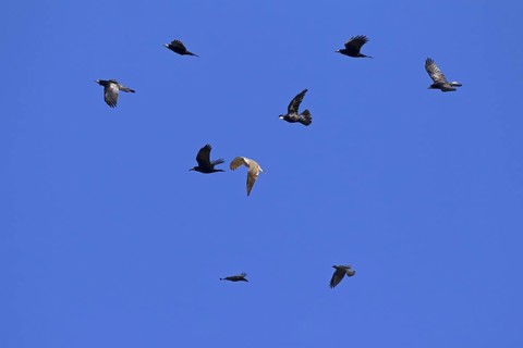 Northern goshawk