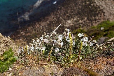 Cliffs with sea campion