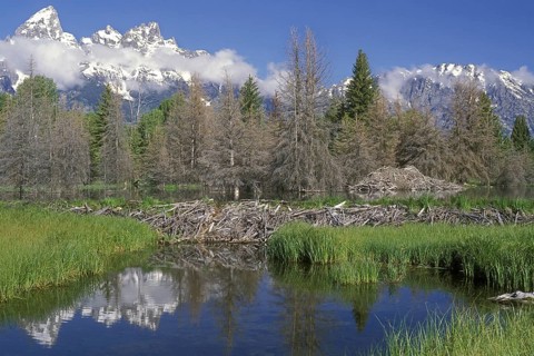 North American beaver