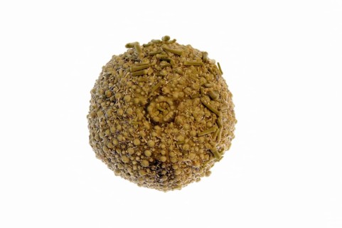 Green sea urchin