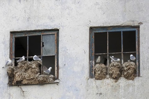 Black-legged kittiwakes