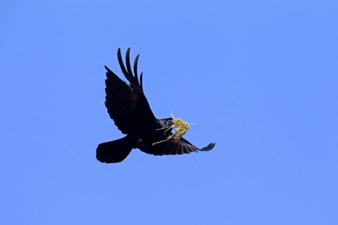 Rook