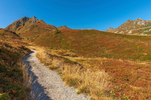 Autumnal red-coloured alpine bearberry