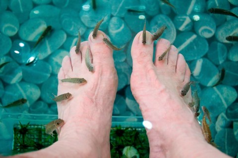 Surgeonfish in an aquarium gnaw on the cornea of the feet