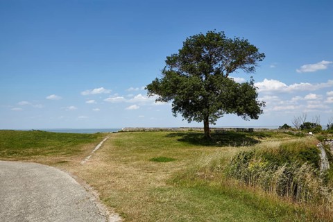 Holm oak