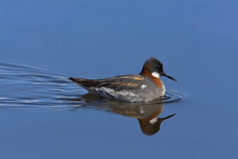 Red-necked Phalarope