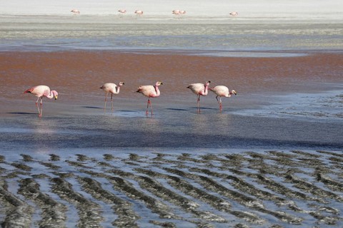 James's Flamingos
