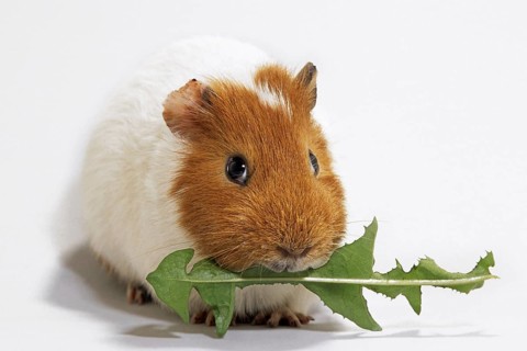 Two parti-colored cavy