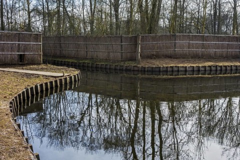 Duck decoy structure used for catching wild ducks showing pond and beginning of pipe formed by hoops with netting flanked by reed screens