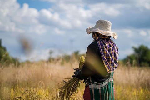 Labourer in the field